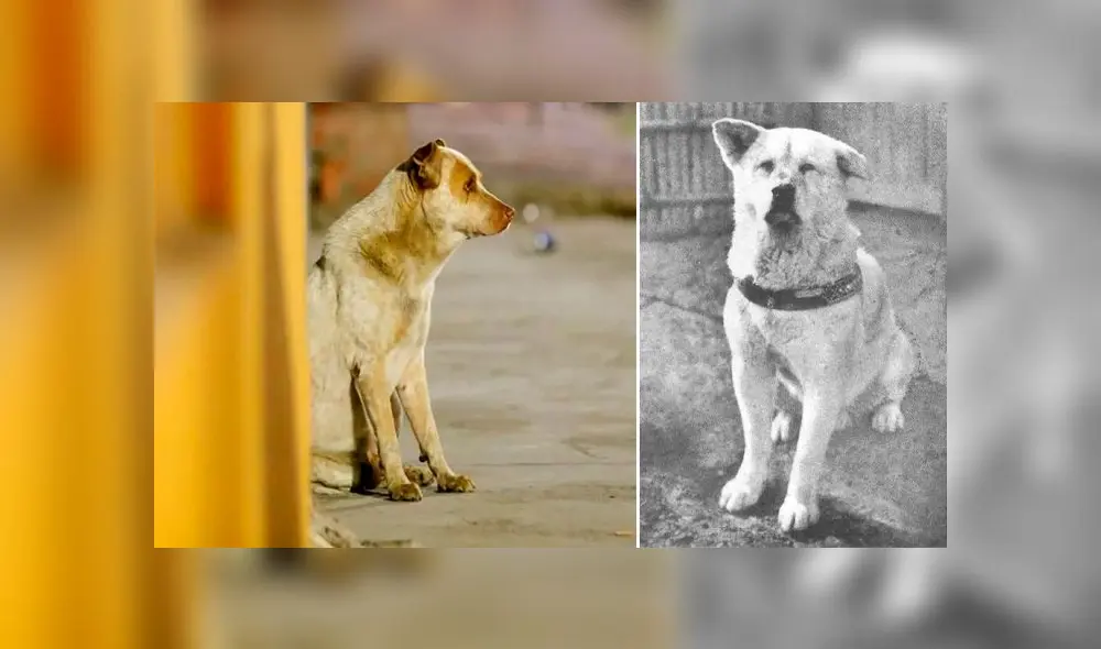 Su dueño falleció hace un año pero este 'Hachiko mexicano’ sigue esperándolo en la esquina donde se encontraban [VIDEO]