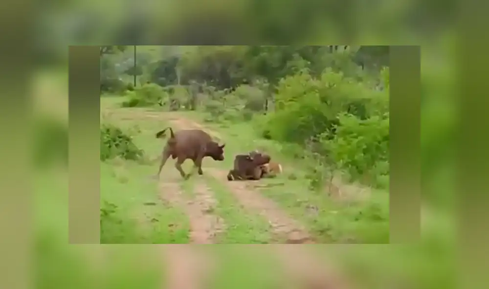 YouTube viral: Búfalo hace volar por los aires a hambriento león para salvar a su amigo [VIDEO]