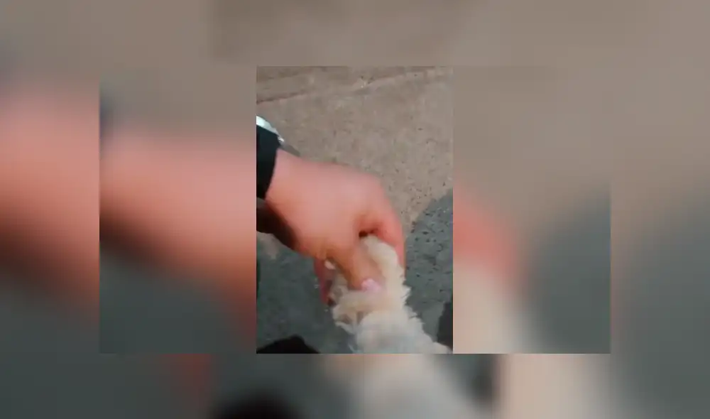 Desliza las imágenes para observar la actuación de un divertido perro para conseguir la atención de su amo.