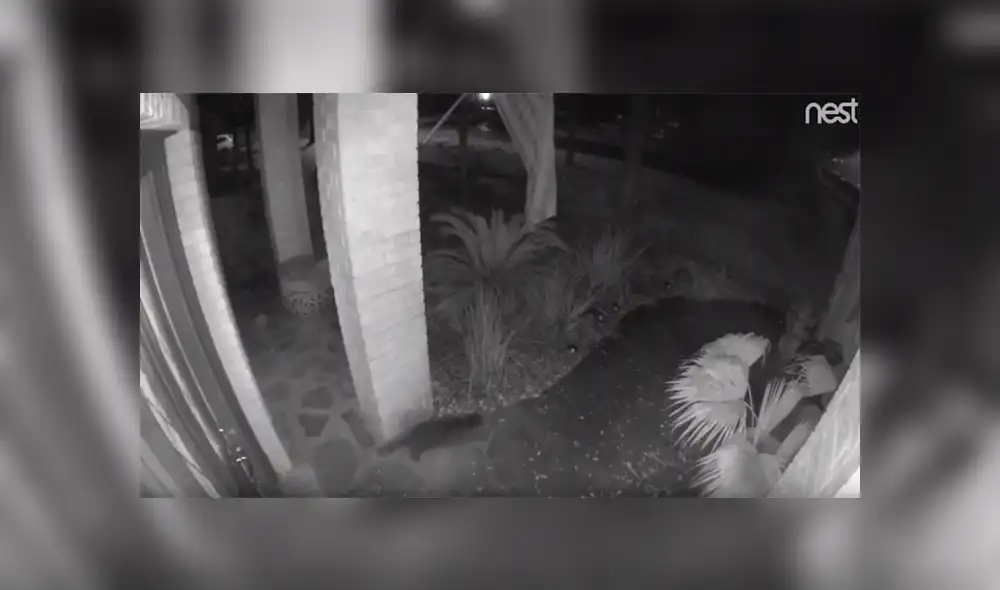 YouTube viral: espeluznante “gato fantasma” es captado caminando en la calle y desapareciendo de la nada [VIDEO] 