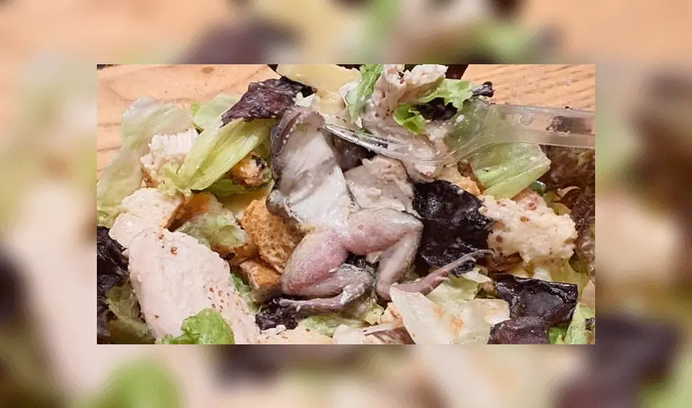 Mujer va a restaurante y encuentra una rana en el fondo de su ensalada [FOTOS]