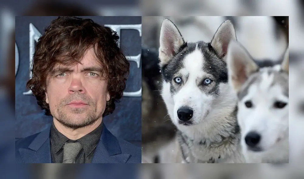 ¿Es Game of Thrones responsable del abandono masivo de perros Huskies en el Reino Unido?