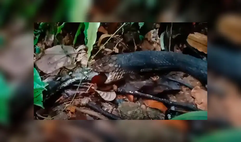 YouTube viral: pitón y culebra tienen un brutal enfrentamiento que remeció a las redes