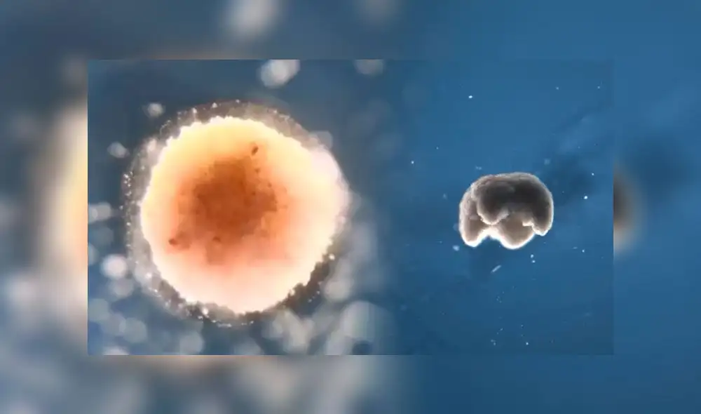 Científicos lograron crear por primera vez una serie de 'biobots' a partir de células de rana. Foto: Composición