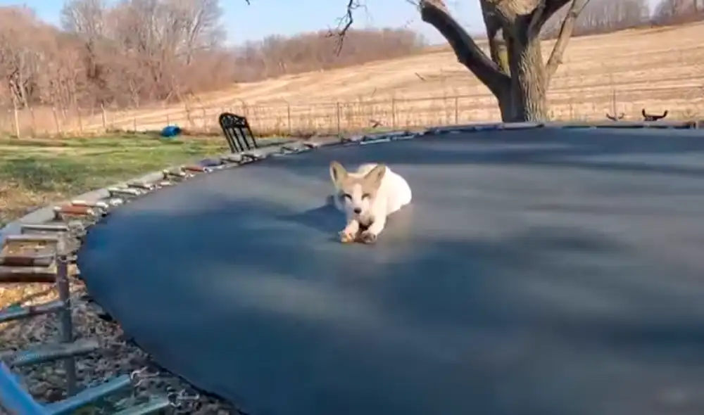 Desliza las imágenes para ver al tierno zorrito saltando sobre un trampolín. Foto: Facebook