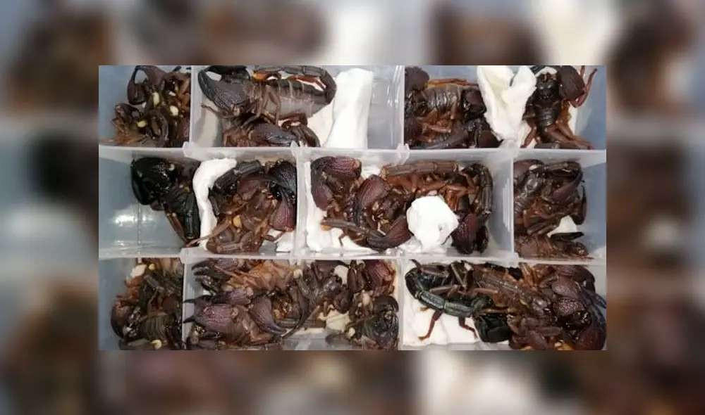 Descubren 200 escorpiones vivos en el equipaje de un hombre cuando intentaba salir de aeropuerto [FOTOS]