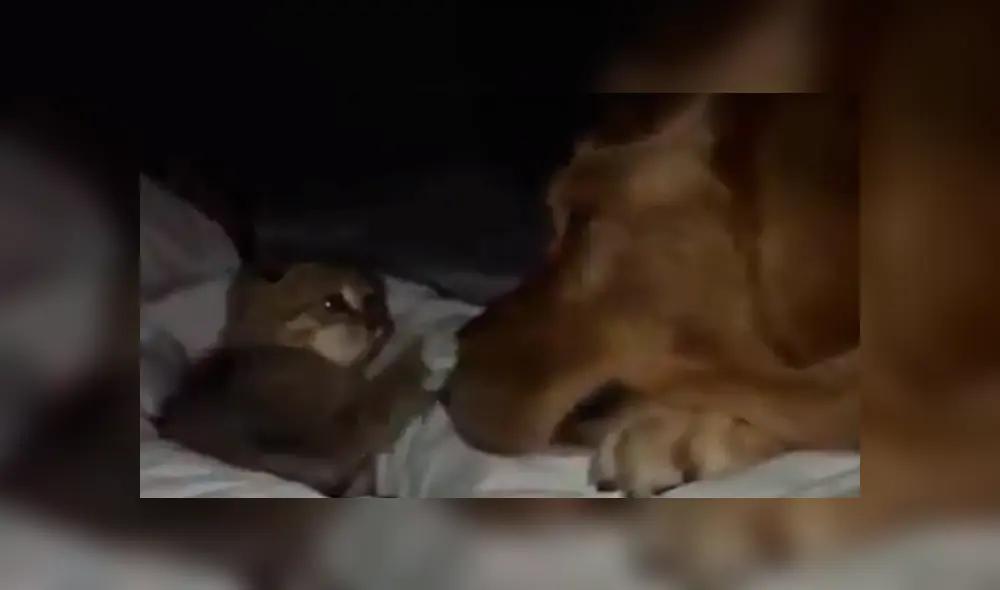 En Facebook, una mujer descubrió una tierna escena protagonizada por su perro y un gato bebé. En Facebook, una mujer descubrió una tierna escena protagonizada por su perro y un gato bebé.