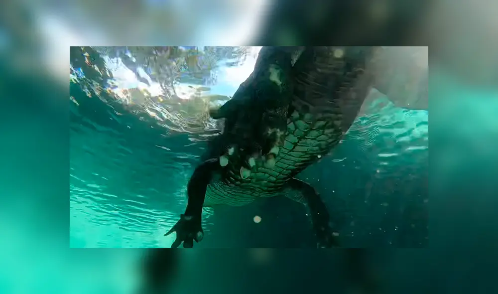 Un video muestra el aterrador momento en el que un buzo se topa con una enorme criatura.