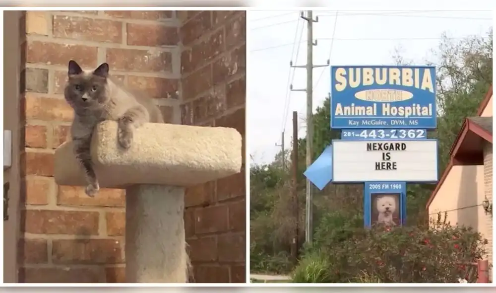 Un descuido del personal de la clínica le costó la vida al gato.