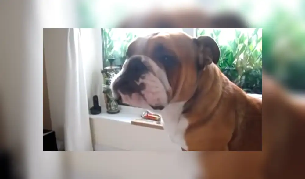 YouTube: perro sufre "crisis de identidad" y se cree elefante [VIDEO]