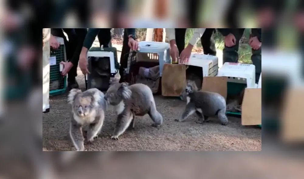 Australia – koalas – incendios forestales – animales Australia – koalas – incendios forestales – animales