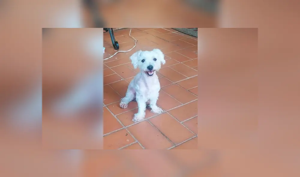 Desliza las imágenes hacia la izquierda para apreciar el inesperado ‘cambio de look’ que sufrieron unos perros. Desliza las imágenes hacia la izquierda para apreciar el inesperado ‘cambio de look’ que sufrieron unos perros.