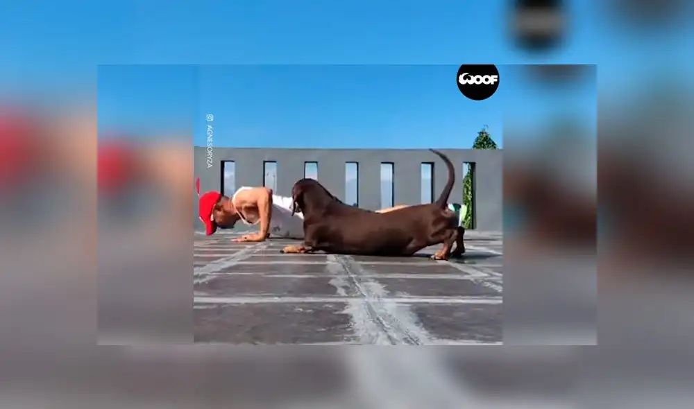 Desliza las imágenes para ver la peculiar escena que protagonizó un perro, la cual arruinó el video tutorial de su dueño. Foto: Woof Woof Desliza las imágenes para ver la peculiar escena que protagonizó un perro, la cual arruinó el video tutorial de su dueño. Foto: Woof Woof