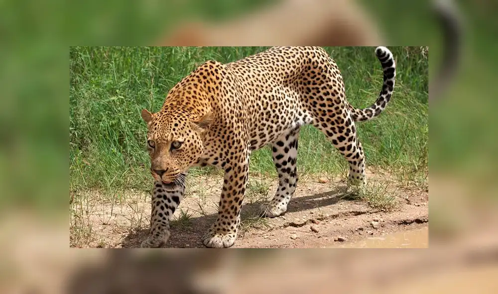YouTube viral: perro ingresa a peligroso campo de depredadores, aparece leopardo y sucede lo peor [VIDEO] 