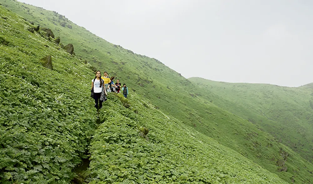 Paisaje. Las lomas de Lima poseen una gran vegetación gracias a la presencia de la humedad.