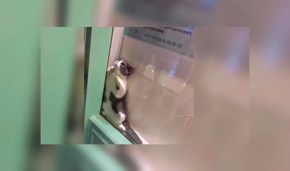 Facebook: Gato se vuelve viral por quedarse atrapado en vitrina de un local [FOTOS]