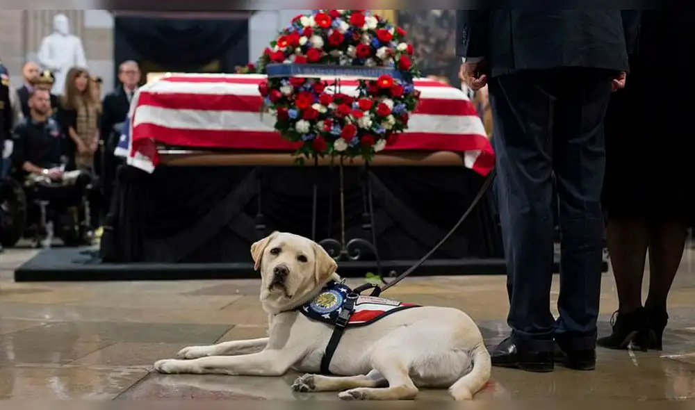La conmovedora despedida de la mascota Sully durante el funeral de George Bush