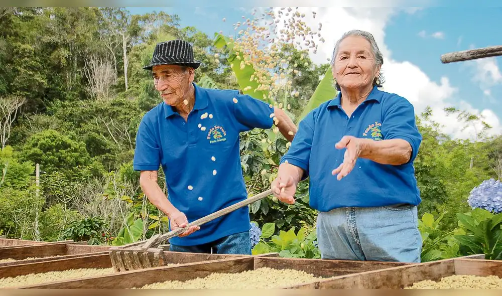 La realidad de hoy del café: poco rentable para sus productores 