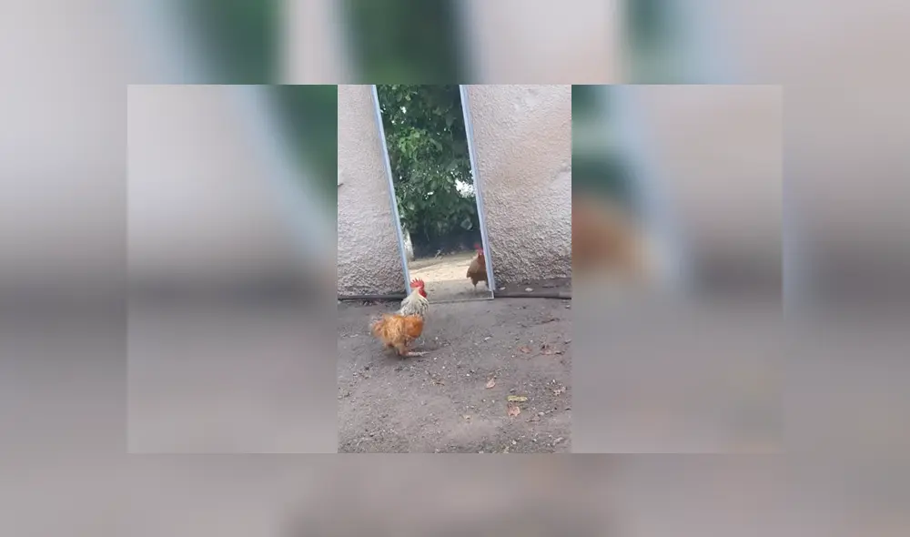 Desliza para ver los detalles de este video viral de Facebook. Foto: Captura. Desliza para ver los detalles de este video viral de Facebook. Foto: Captura.