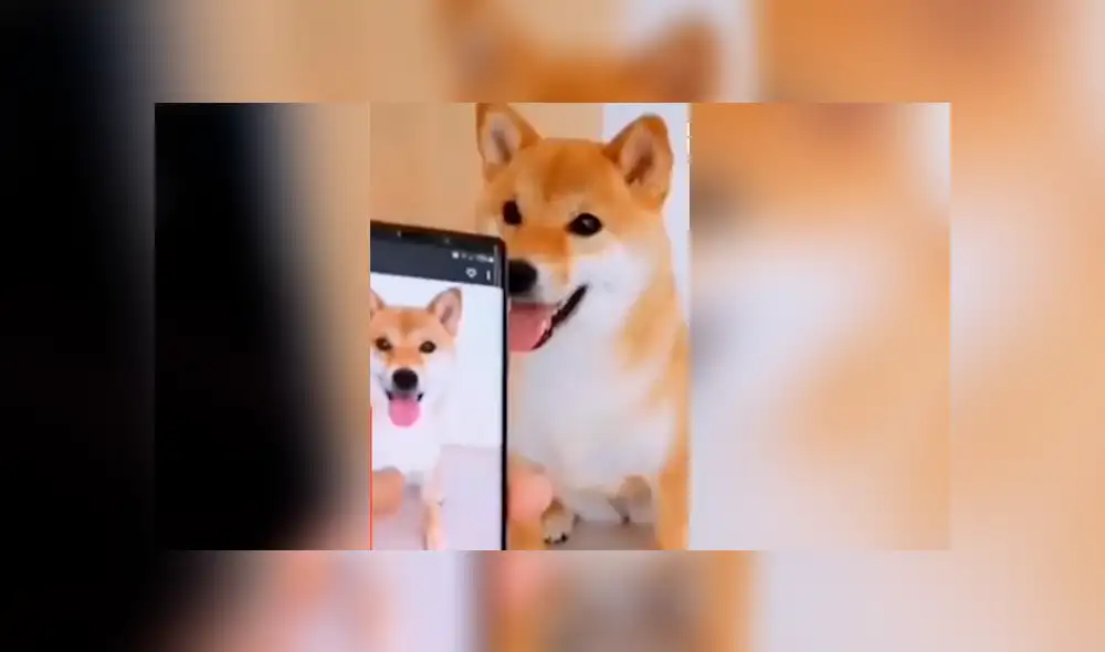 Perro sorprendió a miles al ser captado imitando las poses de las fotos que le muestran Perro sorprendió a miles al ser captado imitando las poses de las fotos que le muestran