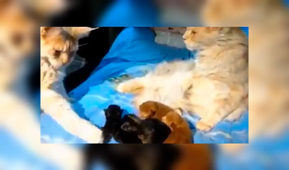 Facebook: Gata infiel es descubierta por su pareja y ocurre lo impensado 