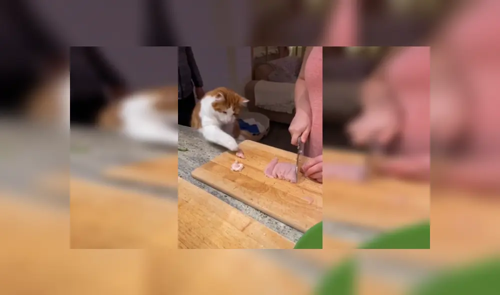 Desliza las imágenes para ver más sobre este travieso gato que hace de todo para 'robar' un poco de comida. (Foto: captura) Desliza las imágenes para ver más sobre este travieso gato que hace de todo para 'robar' un poco de comida. (Foto: captura)