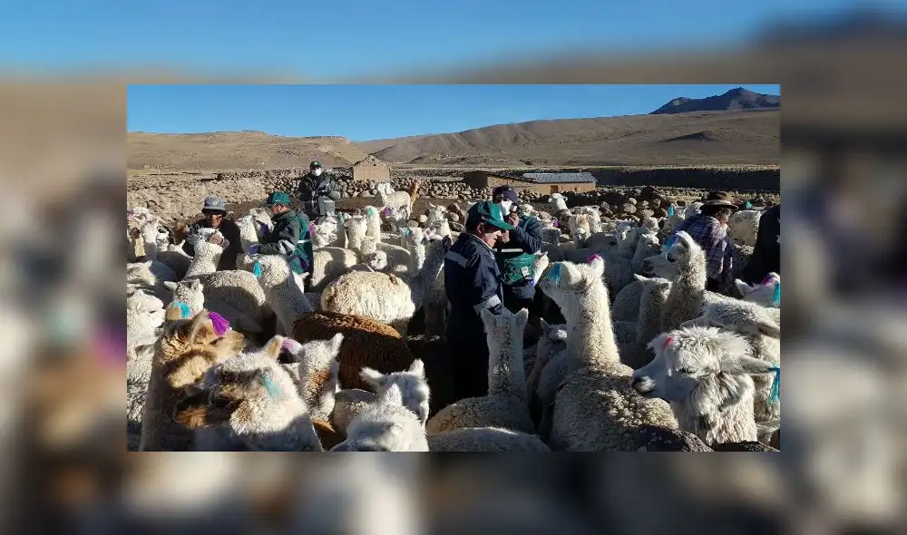 Puno: activan plan de contingencia para el ganado ante friaje y heladas 