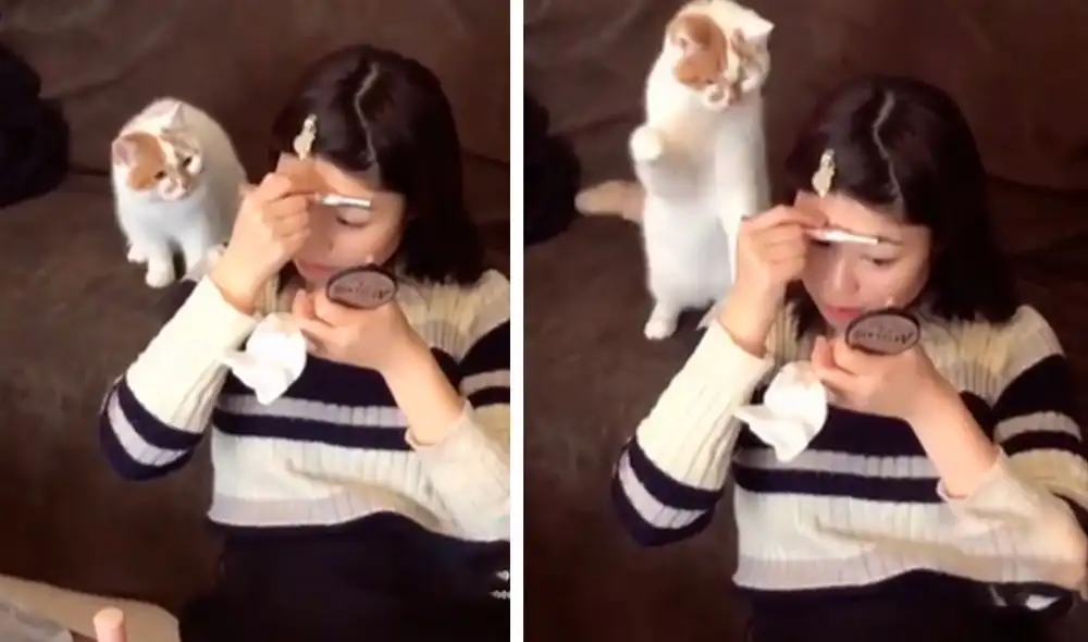 Una joven se acomodó en su sala para maquillarse; sin embargo, su gato se sintió ‘ignorado’ y la interrumpió con un suave golpe. Foto: captura de TikTok Una joven se acomodó en su sala para maquillarse; sin embargo, su gato se sintió ‘ignorado’ y la interrumpió con un suave golpe. Foto: captura de TikTok