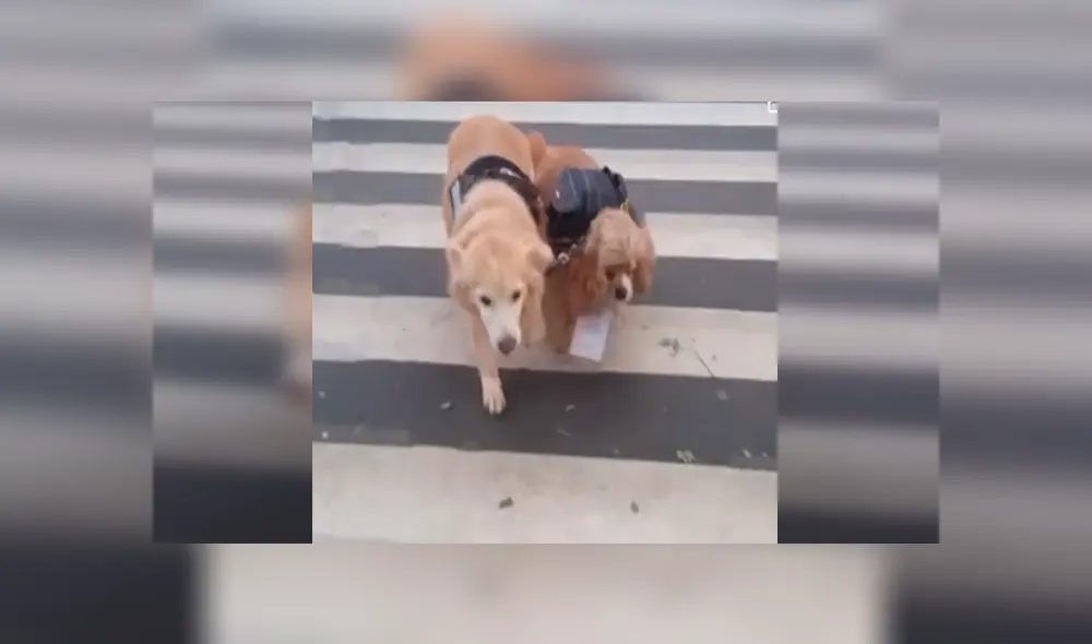 En Facebook, un perro lazarillo ayudó a su compañero ciego y se mantuvo a su lado cuando dieron una caminata. En Facebook, un perro lazarillo ayudó a su compañero ciego y se mantuvo a su lado cuando dieron una caminata.