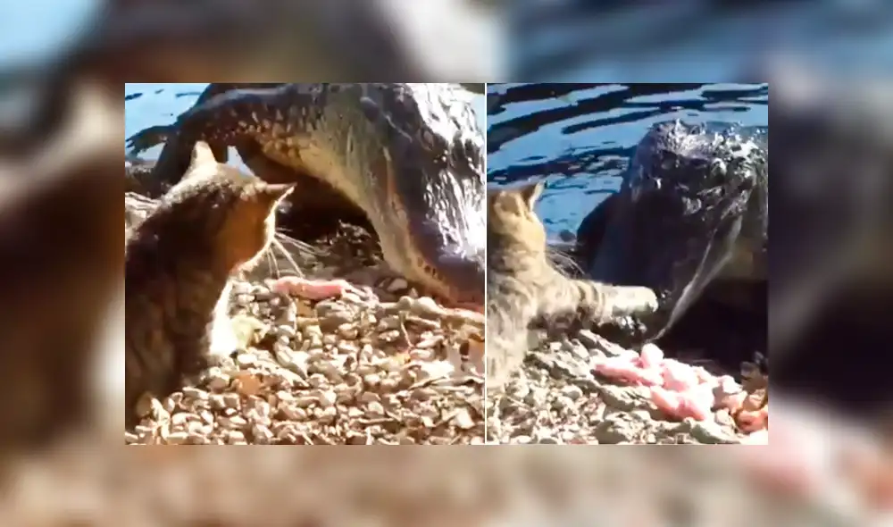 YouTube viral: valiente gato pelea contra cocodrilo por comida y final del enfrentamiento impacta [VIDEO]