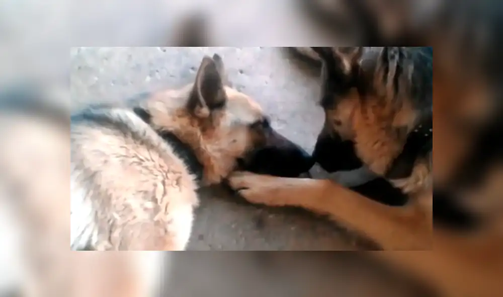 Facebook viral: perro felicita a su pareja por dar a luz a crías, pero detalle lo deja mal [VIDEO]
