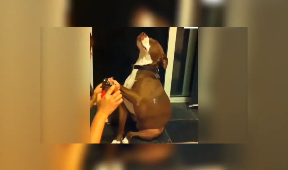Facebook viral: chica le corta las uñas a su perro y este tiene una dramática reacción. Si quieres verlo desliza cada imagen hacia la izquierda.