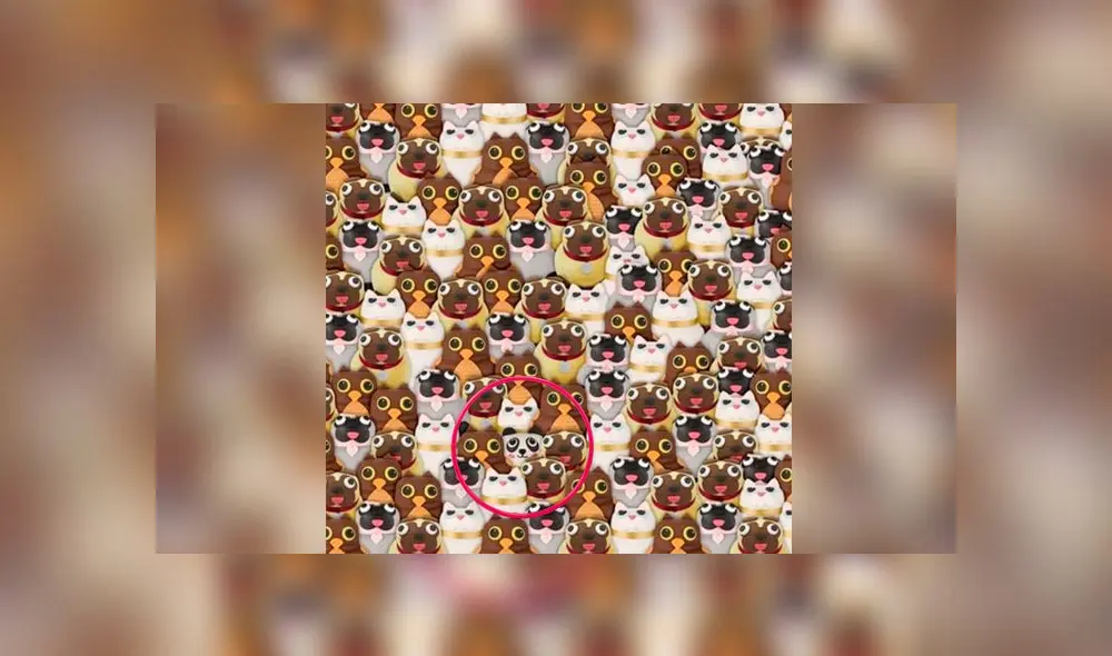 Desliza las imágenes para ver la ubicación del travieso osito panda que se escondió entre varios animales. Fuente: Facebook