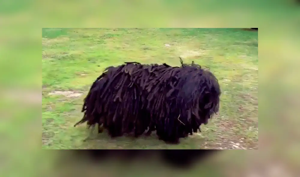 YouTube viral: Descubre extraño bulto en la calle, se asoma y queda en shock [VIDEO] 