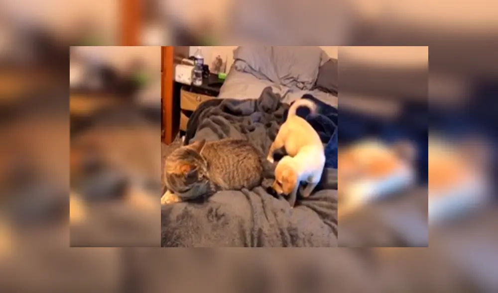 Desliza las imágenes para observar la inesperada reacción de un gato para evitar jugar con un travieso cachorro.