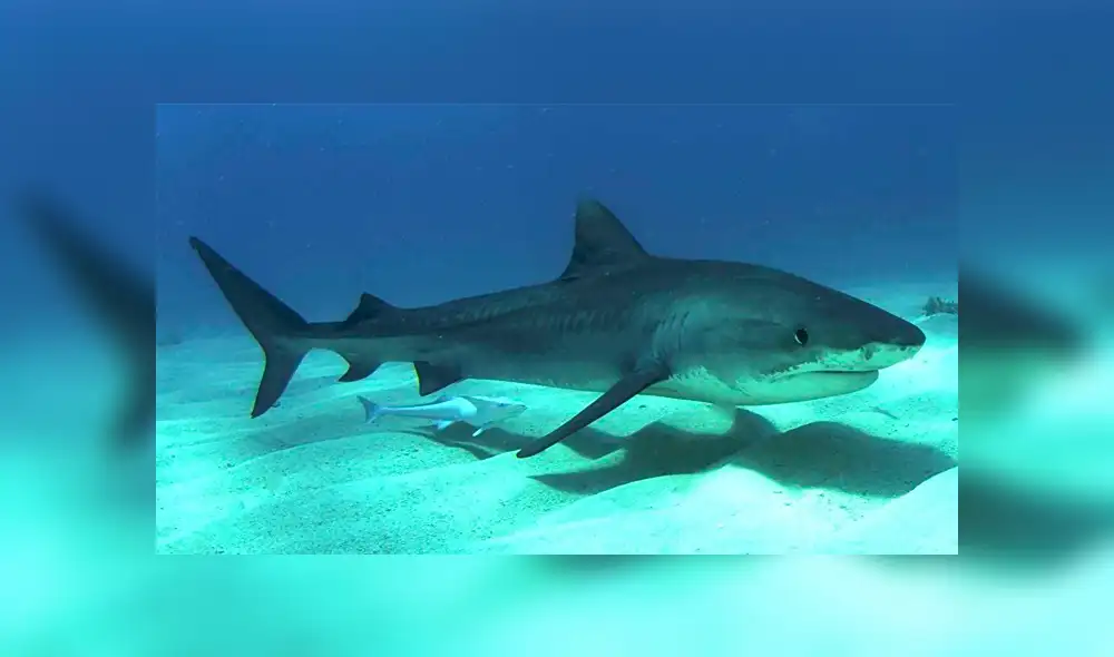 YouTube viral: Abren estómago de tiburón muerto y descubren criaturas vivas [VIDEO] 