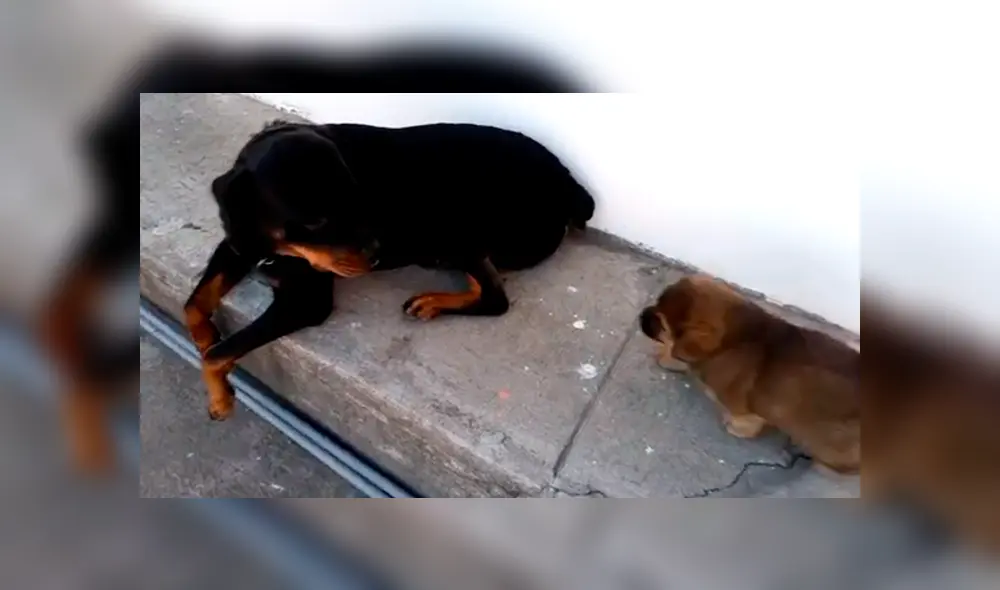 YouTube viral: extraña apariencia de rottweiler cachorro llama la atención de todo el mundo [VIDEO]