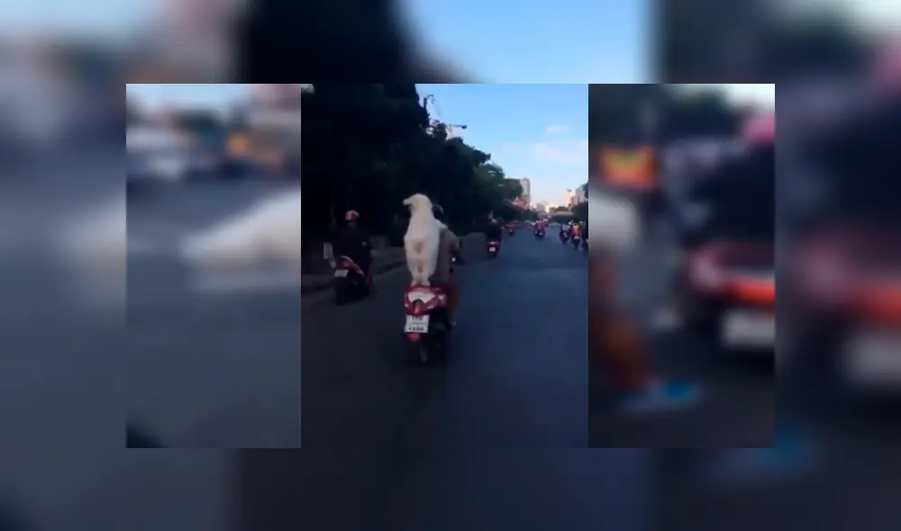 Video es viral en YouTube. Un hombre sacó a pasear a su perro en motocicleta, sin imaginar que el can se volvería famoso por su peculiar forma de viajar