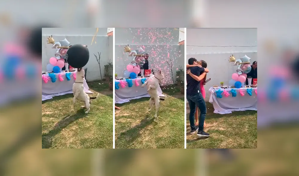 Desliza las imágenes para apreciar la acción de un perro para que sus dueños conozcan el sexo de su bebé. Fotocaptura: Facebook. Desliza las imágenes para apreciar la acción de un perro para que sus dueños conozcan el sexo de su bebé. Fotocaptura: Facebook.