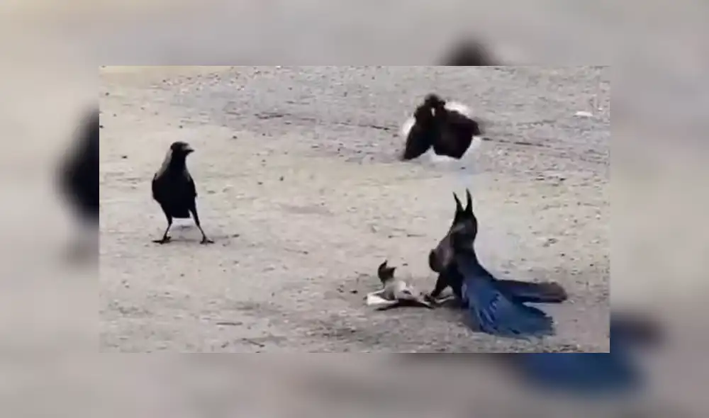 El pichón estaba atrapado bajo las patas de uno de los cuervos, que quería devorarlo. Foto: captura