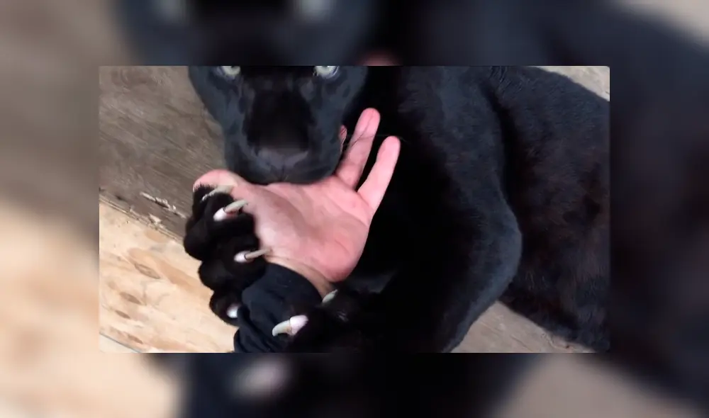 Entrenador ingresa a jaula de pantera negra y coloca su mano dentro de su boca.