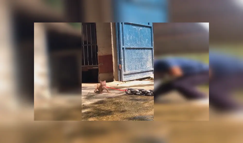 En YouTube, un hombre lidiaba con un enorme animal atado con unas cadenas y sorprendió a sus vecinos. En YouTube, un hombre lidiaba con un enorme animal atado con unas cadenas y sorprendió a sus vecinos.