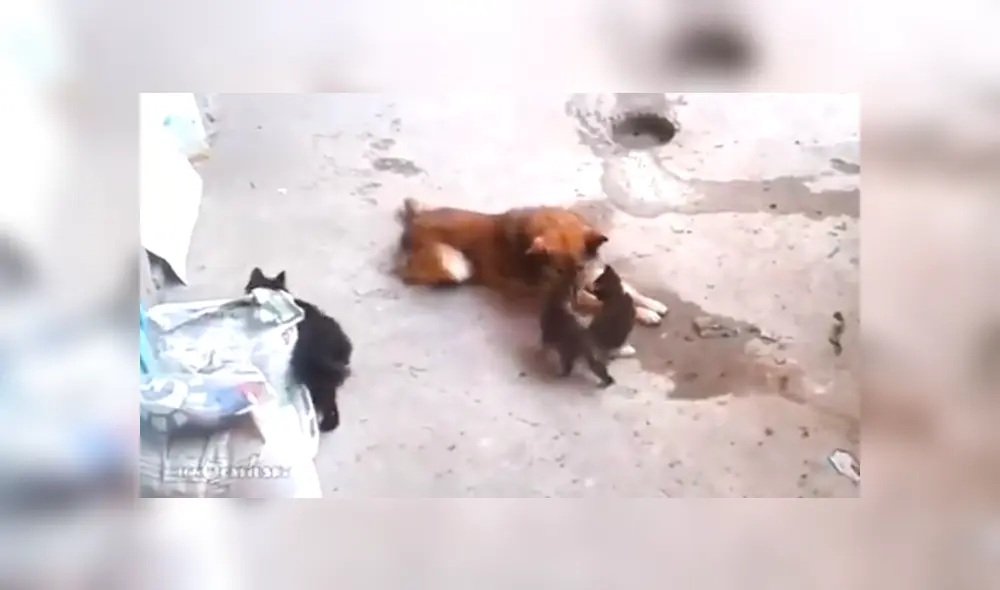 Video es viral en Facebook. La mujer revisó el video de vigilancia y quedó en shock, ya que vio lo que su perro y gato hacen cuando ella no está en casa. Foto: Captura. Video es viral en Facebook. La mujer revisó el video de vigilancia y quedó en shock, ya que vio lo que su perro y gato hacen cuando ella no está en casa. Foto: Captura.