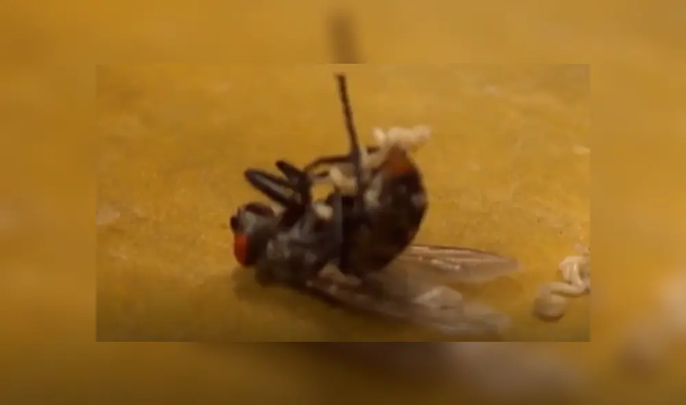 YouTube viral: enorme mosca ingresa a casa para expulsar cientos de larvas y joven queda asqueado [VIDEO]