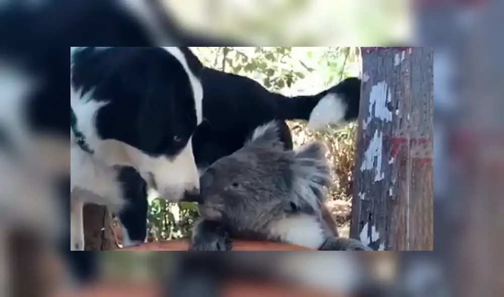 Captan conmovedor momento en el que perro y koala comparten agua durante sequía [VIDEO]
