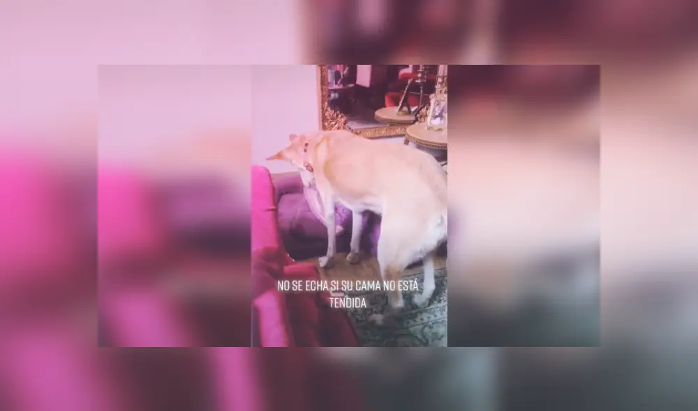 Desliza las imágenes para ver más detalles del curioso comportamiento de este perro antes de irse a dormir. (Foto: captura / TikTok)