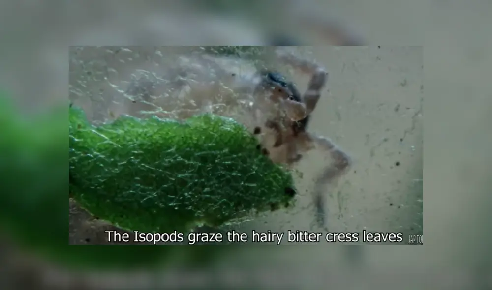 Desliza las imágenes para ver más detalles sobre este increíble experimento. (Foto: captura/Jartopia)