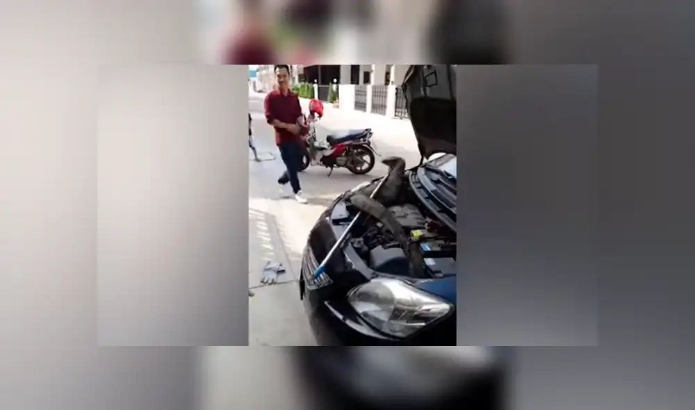 Desliza hacia la izquierda para ver al enorme reptil que se escondió en el motor de un carro. Video es viral en YouTube. Desliza hacia la izquierda para ver al enorme reptil que se escondió en el motor de un carro. Video es viral en YouTube.