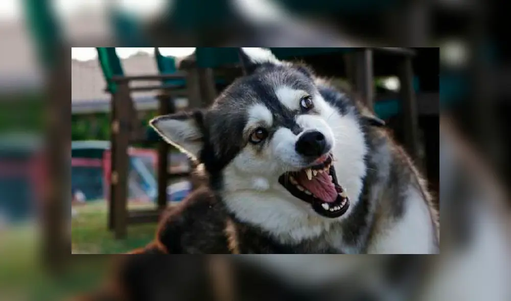 Perro de Inglaterra Perro de Inglaterra