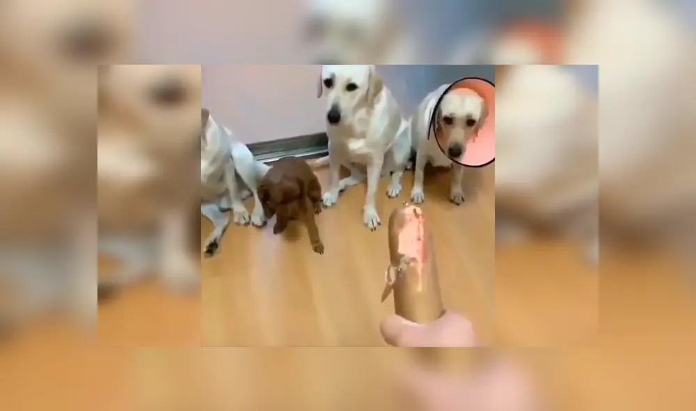 En Facebook, unos perros estiraron sus patas delanteras para acusar a su amigo tras cometer unas travesuras. En Facebook, unos perros estiraron sus patas delanteras para acusar a su amigo tras cometer unas travesuras.